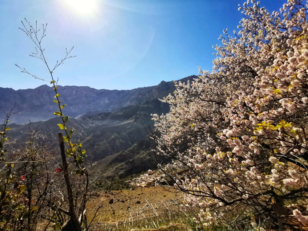 Apricot trees in full bloom at Wakan village