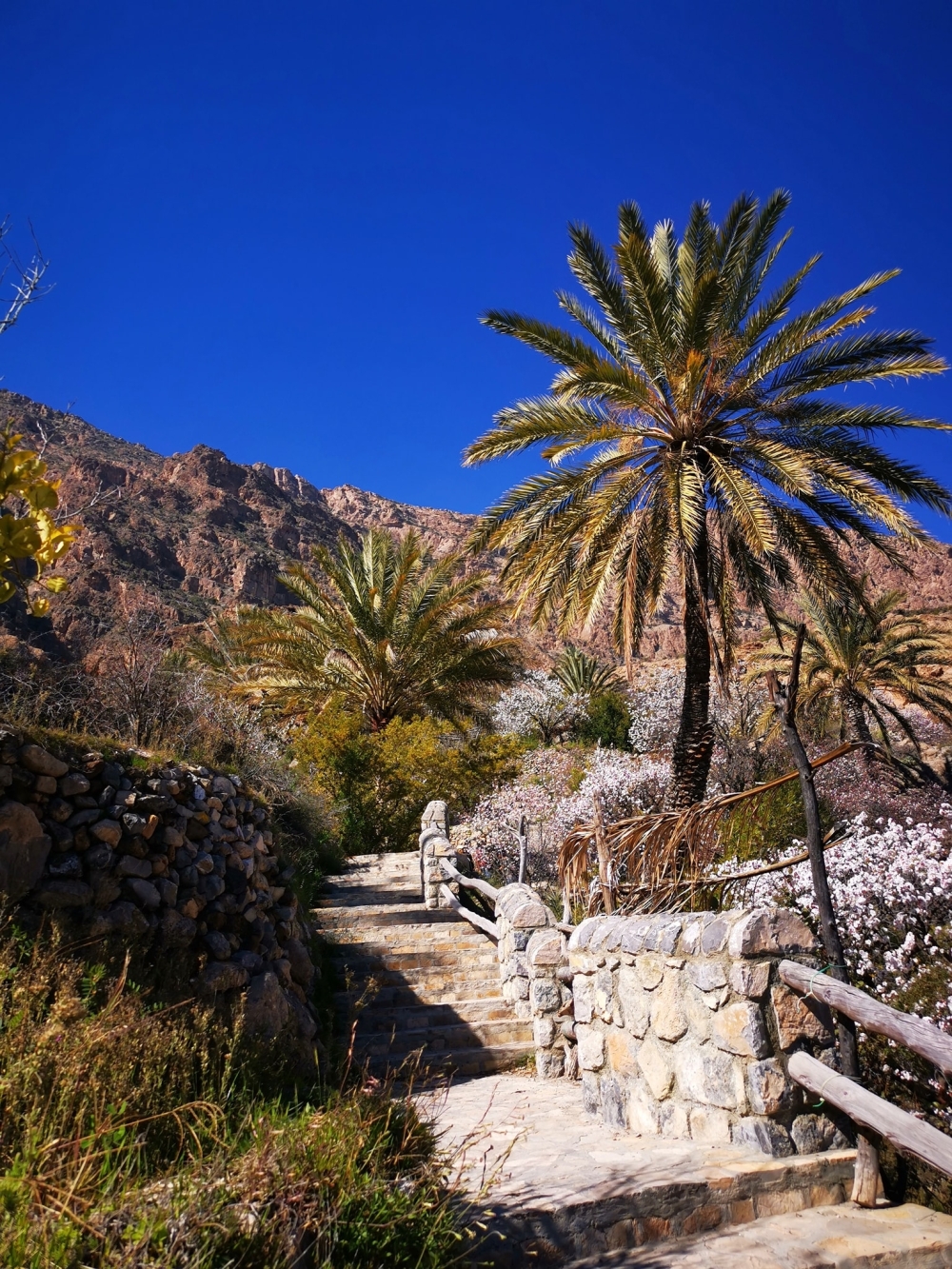 Apricot trees in full bloom at Wakan village