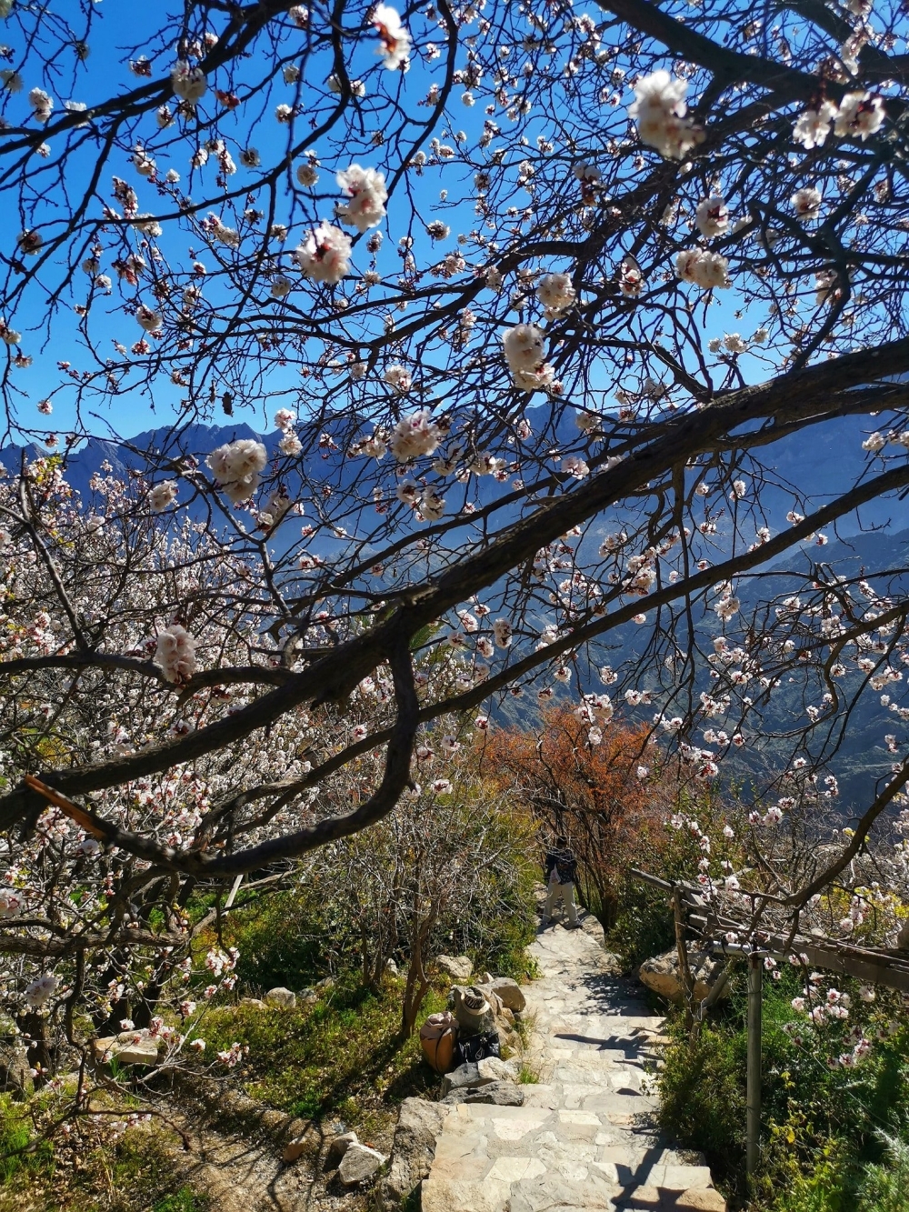 Apricot trees in full bloom at Wakan village