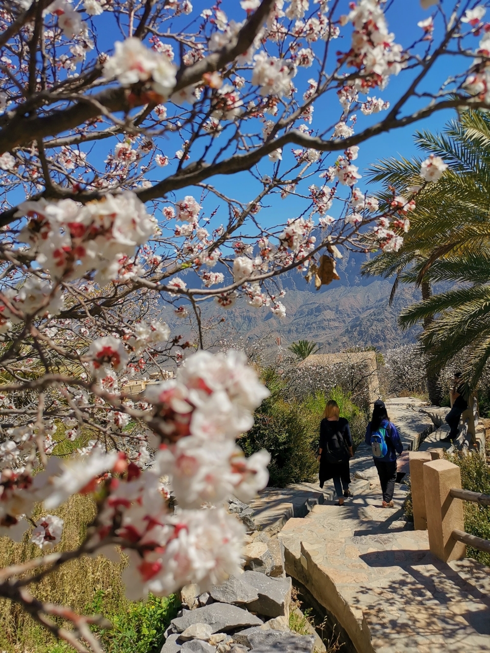 Apricot trees in full bloom at Wakan village