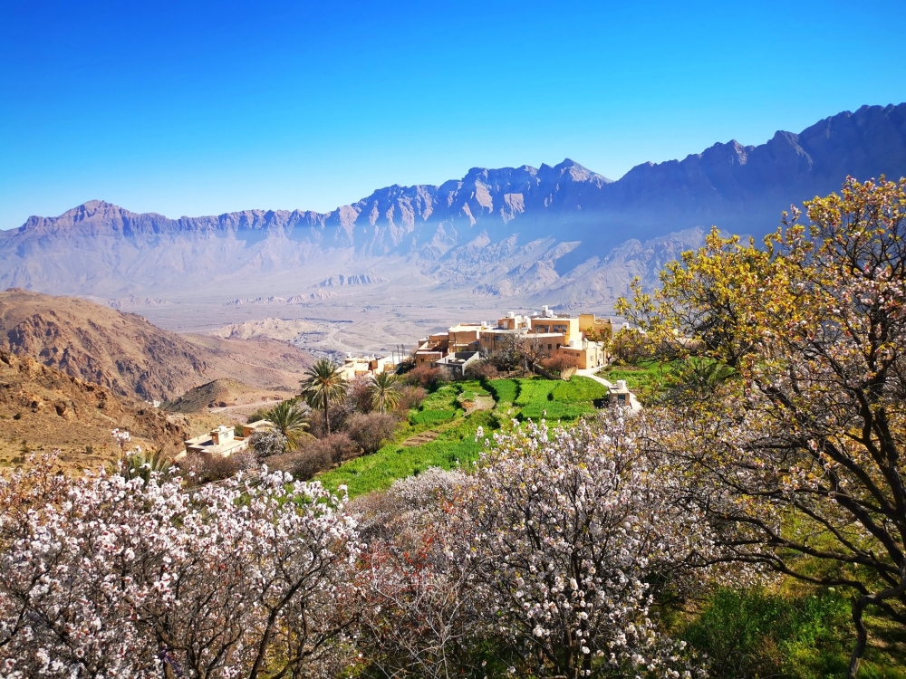 Apricot trees in full bloom at Wakan village