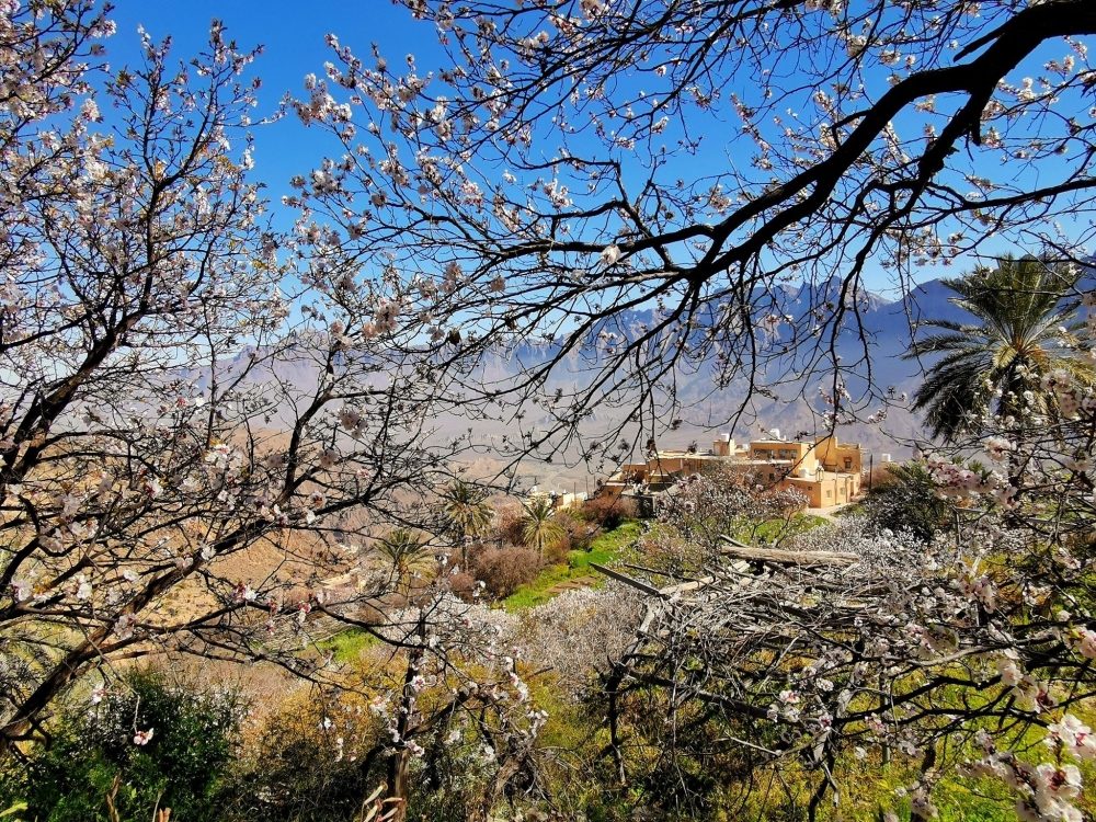 Apricot trees in full bloom at Wakan village
