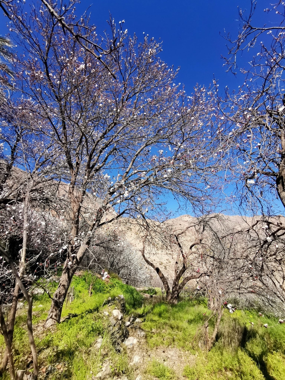 Apricot trees in full bloom at Wakan village