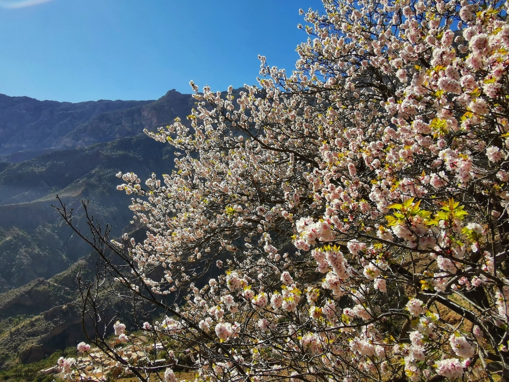 Apricot trees in full bloom at Wakan village
