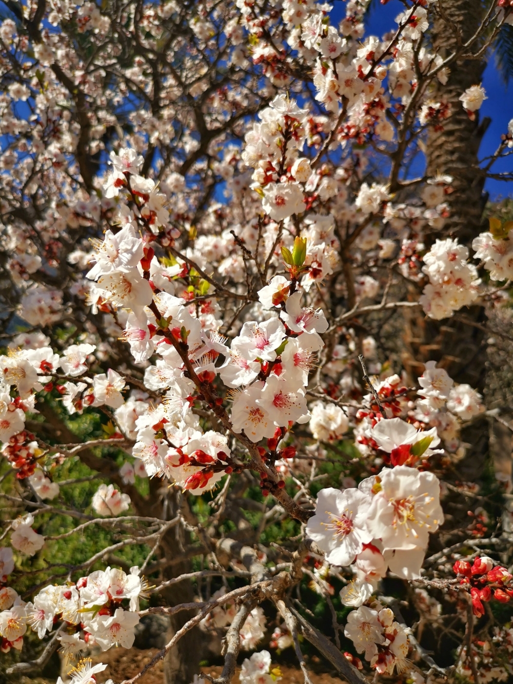 Apricot trees in full bloom at Wakan village