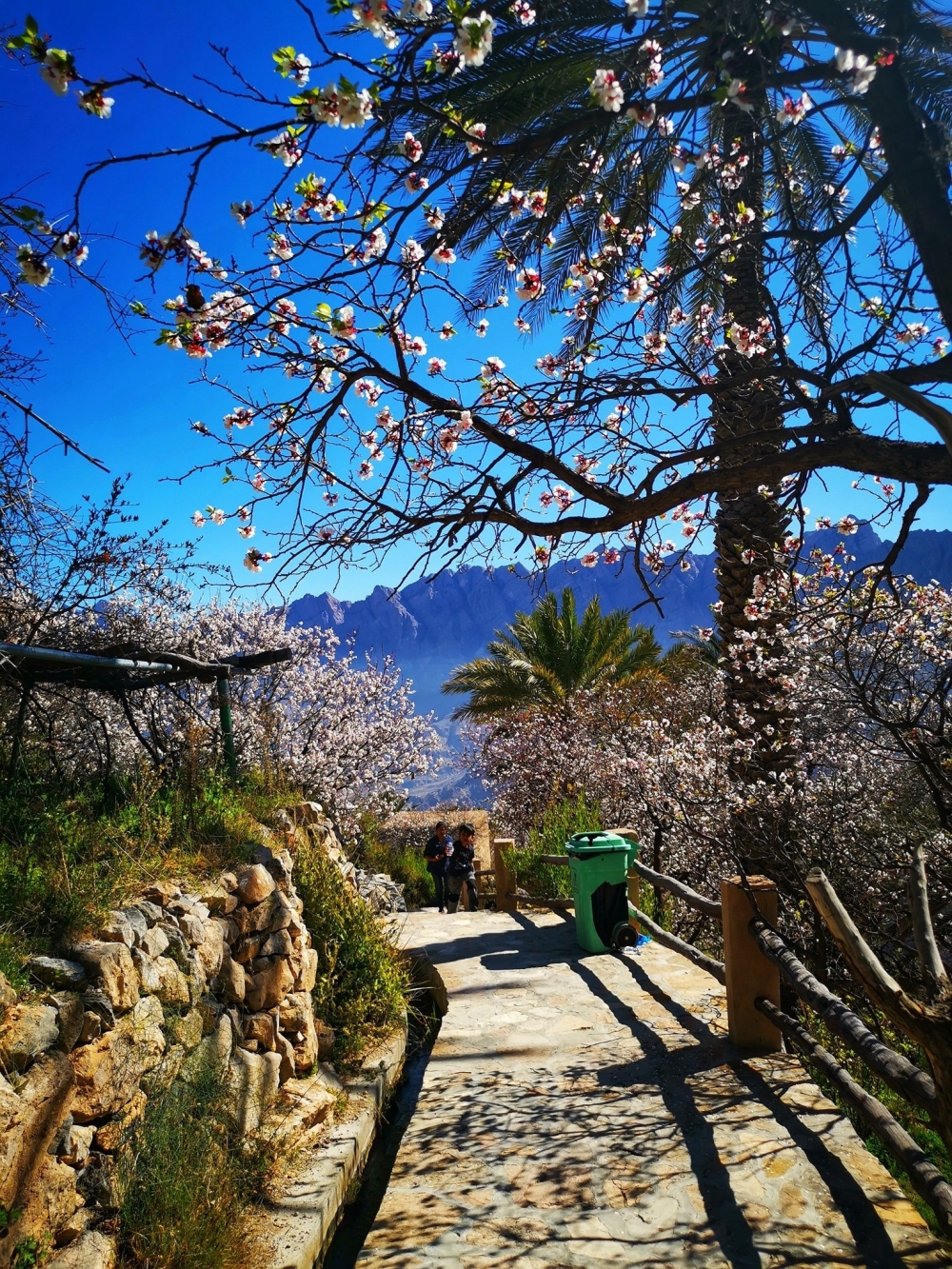 Apricot trees in full bloom at Wakan village