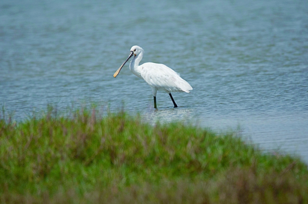 Their large spoon-shaped bills easily distinguish them from all other wading birds. The yellow bill and legs distinguish the Yellow-billed Spoonbill from the slightly smaller Royal Spoonbill.