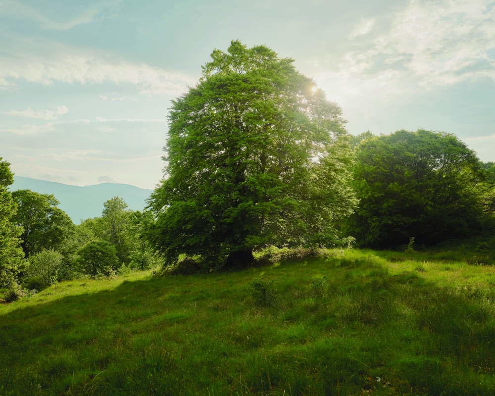 A beech tree on the fringes of Nucsoara, Romania, May 15, 2023.