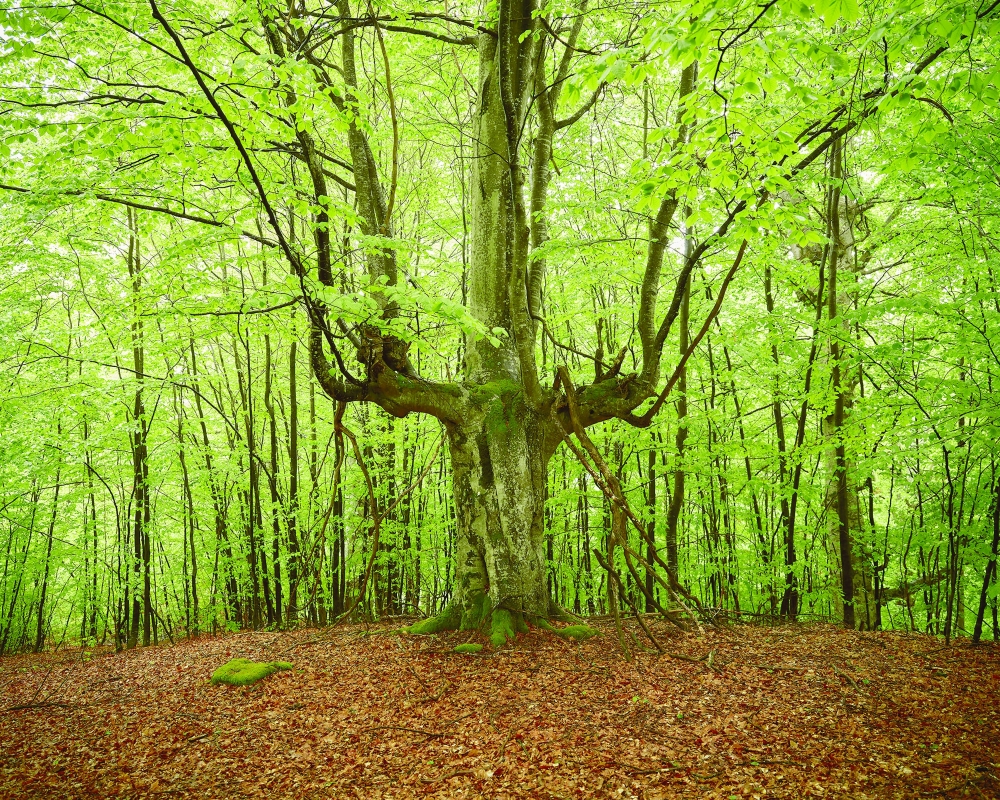 A centuries-old beech tree that resembles an upturned broom, in Nucsoara, Romania, May 15, 2023. 