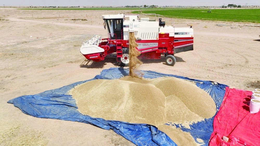 wheat was grown on a total area of 6,359 acres of land.