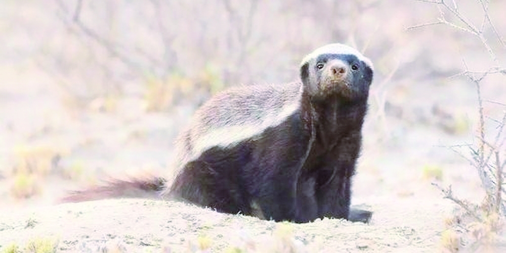 Honey Badger Makes Rare Appearance in Al Wusta Governorate