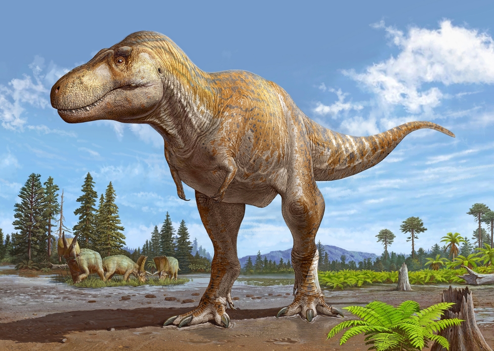 A life reconstruction of Tyrannosaurus mcraeensis, which appears in the fossil record about six million or seven million years before its larger, more famous cousin. (Sergei Krasinski via The New York Times)