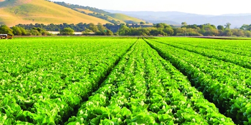 Smallholder farmers are among those eligible for sustainable finance under the new framework unveiled by the Ministry of Finance last week.