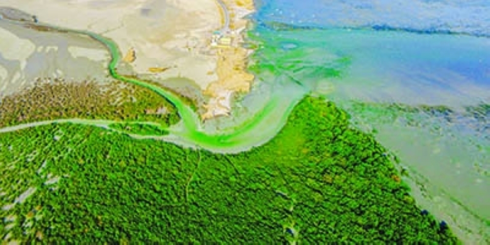 Mangrove cultivation, afforestation and direct air capture and among ‘negative emission’ solutions that will help Oman deal with the ‘last mile’ gap in achieving Net Zero by 2050.