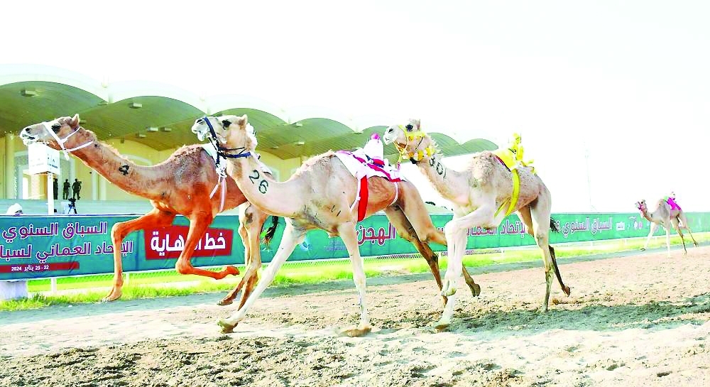 Thrilling start to Annual Camel Racing in Barka