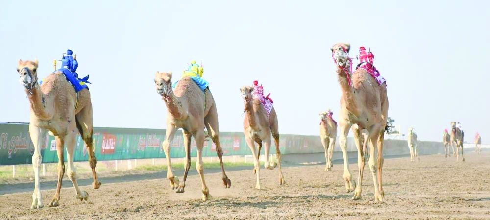 Annual camel race finale today in Barka