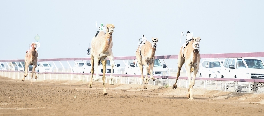 The 4-day race included 69 runs for camel of various age groups and classifications. - ONA