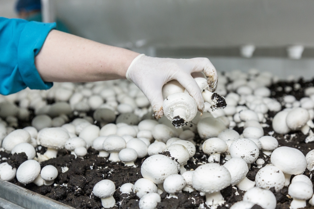 Mushroom-based protein project to introduce new whole food in Oman