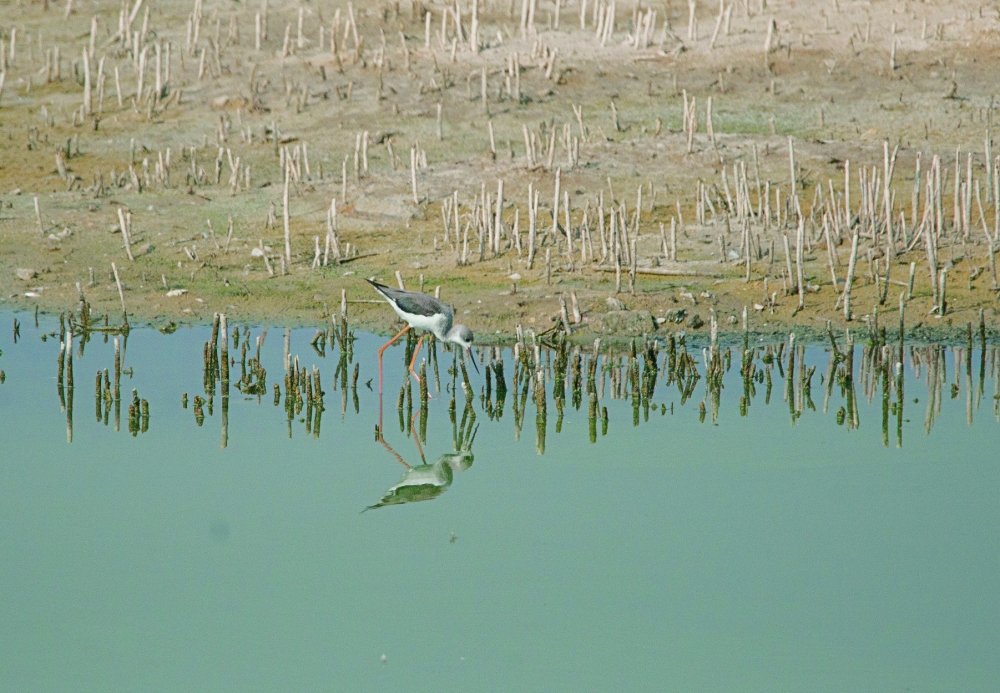 Wetlands key to planet's well-being