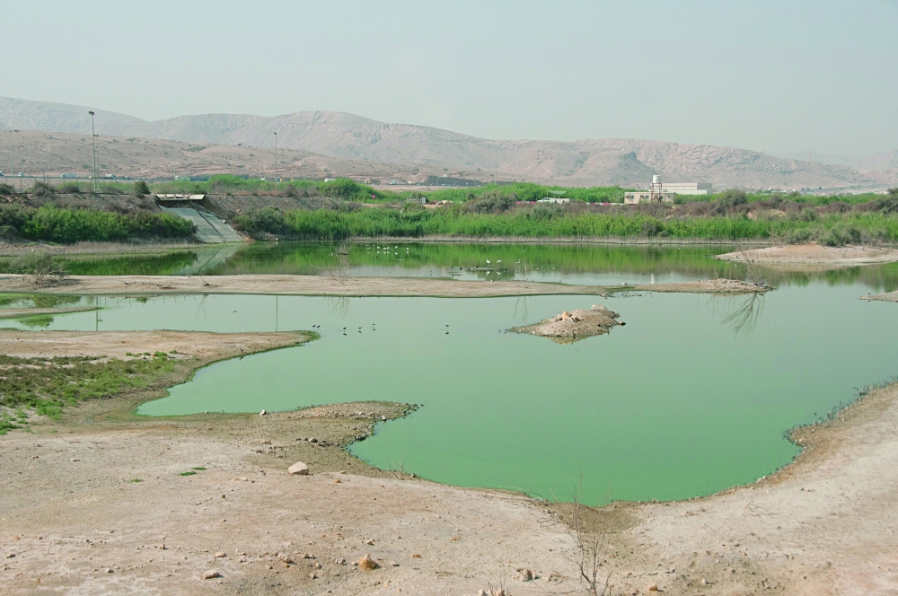 Wetlands key to planet's well-being