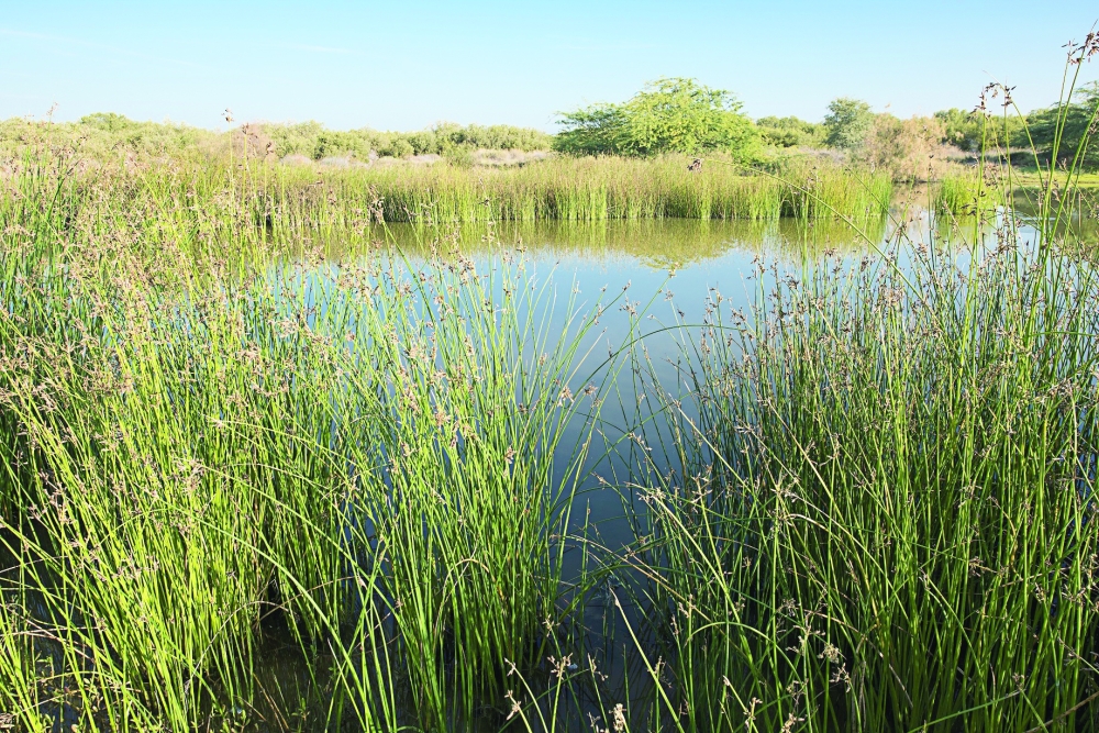 Wetlands key to planet's well-being
