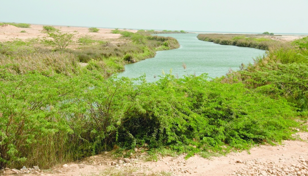 Wetlands key to planet's well-being