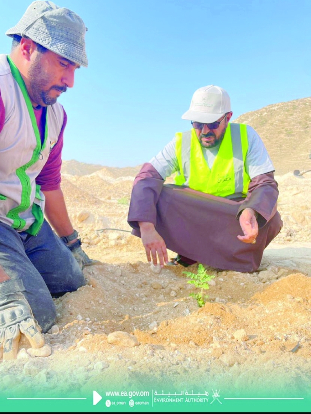During the first phase, 500 frankincense trees were planted