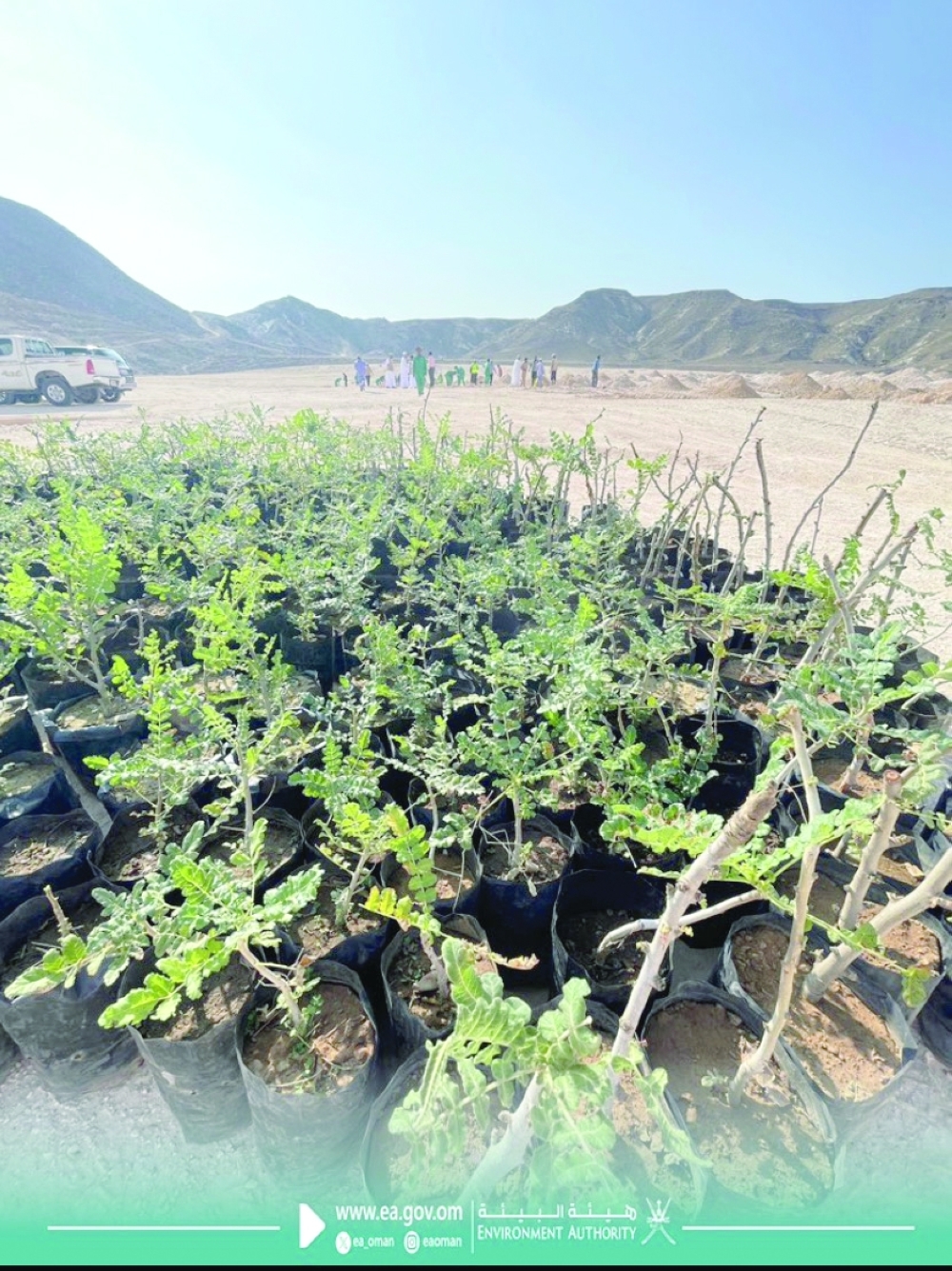 500 frankincense saplings planted in Al Mughsayl area