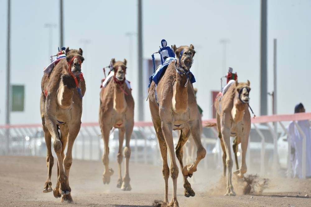 Al Bashayer camel festival
