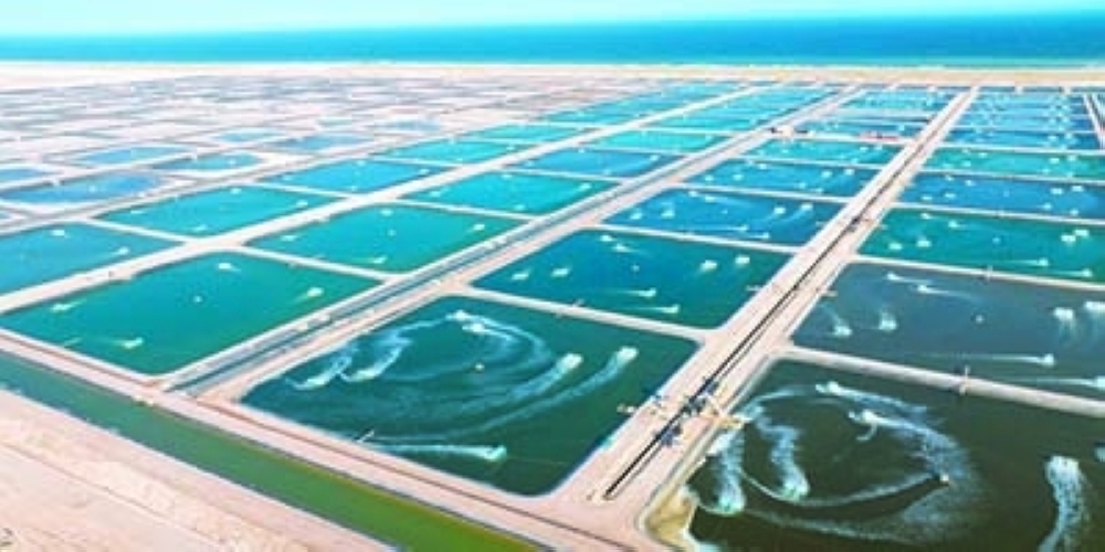 South Al Sharqiyah Governorate recorded the highest number of shrimp aquaculture projects.