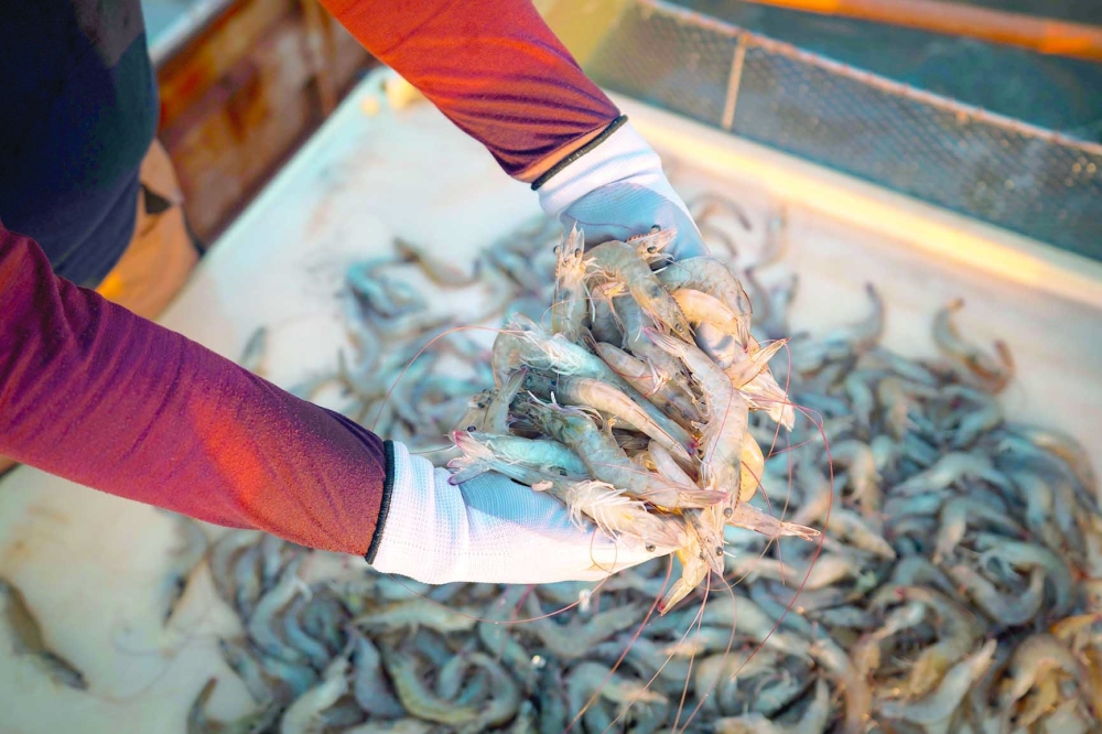 Investments in shrimp farming projects in Oman reach RO 134.08 million