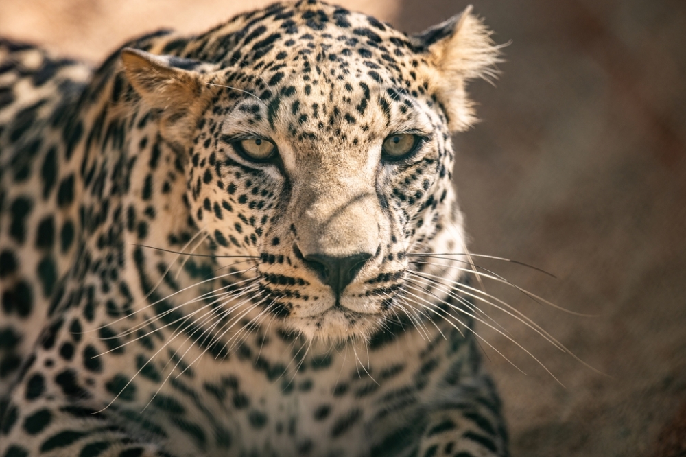 There are less than 200 Arabian leopards in the wild