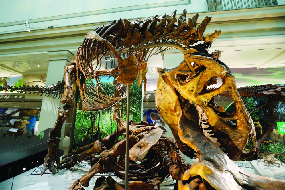 An Tyrannosaurus rex skeleton