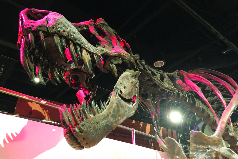 The skeleton of a Tyrannosaurus rex