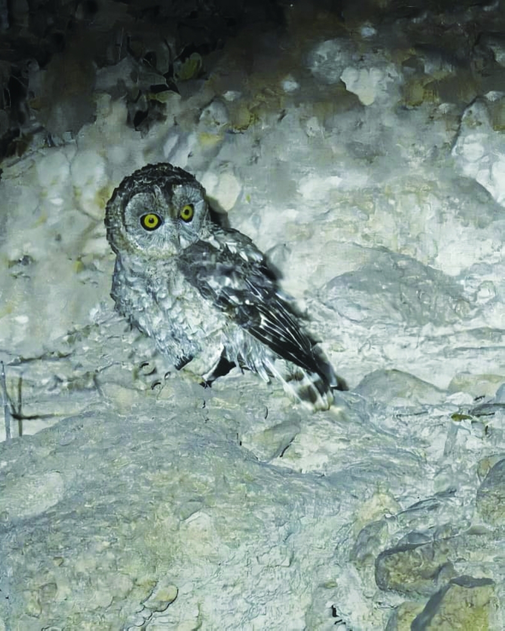 Desert Owl, formerly known as Hume’s Owl, which has undergone a transformation