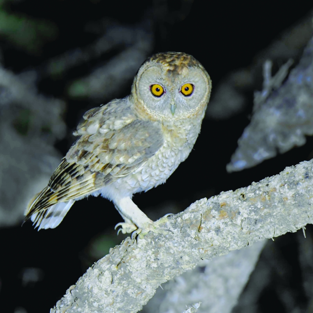 Formerly Hume's Owl now Desert Owl (Strix Hadorami) 