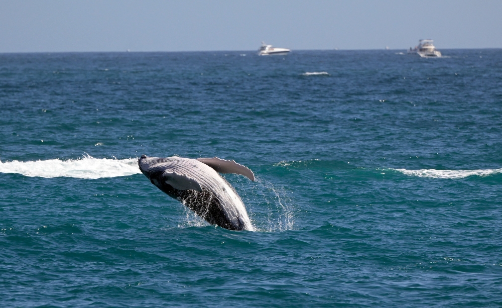 View of a gray whale in the Pacific Ocean in Los Cabos, Baja California state