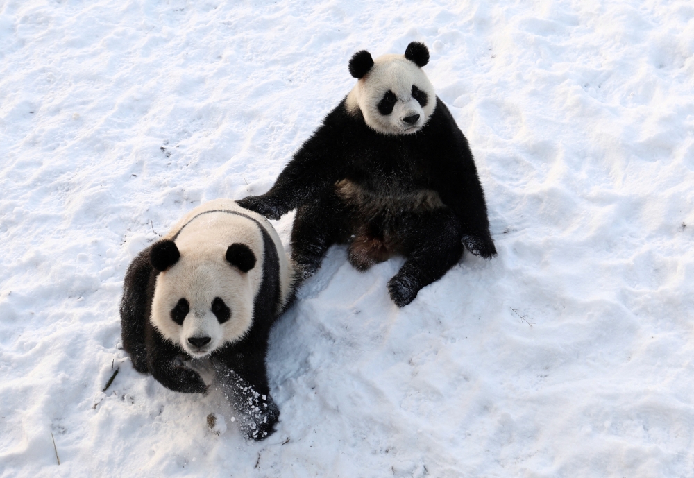 Twin pandas Bao Di and Bao Mei play in the snow at Pairi Daiza zoo in Brugelette, Belgium