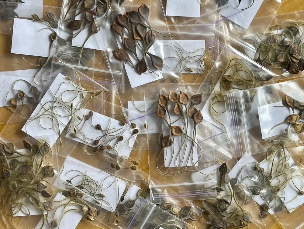 To support her family during wartime, Alla Olkhovska, began selling more seeds online, hoping to expand her foreign customer base. She collects and processes each seed by hand, packing them into envelopes for sale. (Alla Olkhovska via The New York Times)