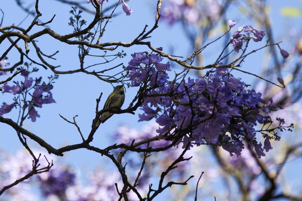 A bird rests on a jacaranda tree branch in Mexico City, Mexico. February 19, 2024. REUTERS/Raquel Cunha
