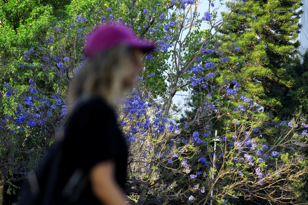 A woman passes by a jacaranda tree at Plaza Cibeles in Mexico City, Mexico. February 22, 2024. REUTERS/Raquel Cunha
