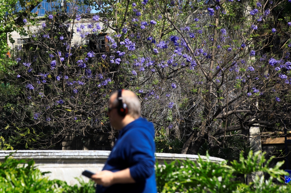 A man passes by a jacaranda tree as he walks through Plaza de Cibeles in Mexico City, Mexico. February 19, 2024. REUTERS/Raquel Cunha
