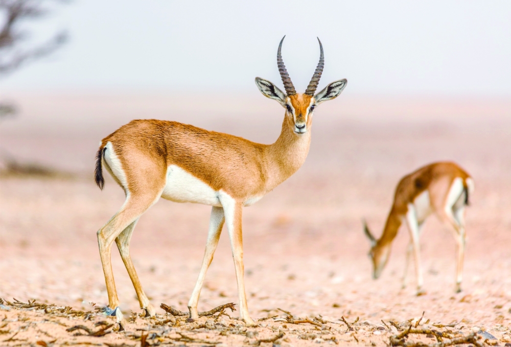 Oman marks World Wildlife Day