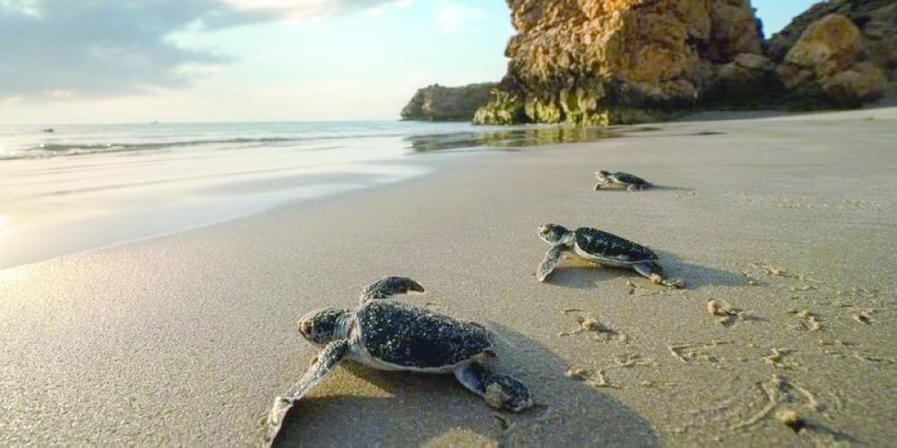Oman marks World Wildlife Day