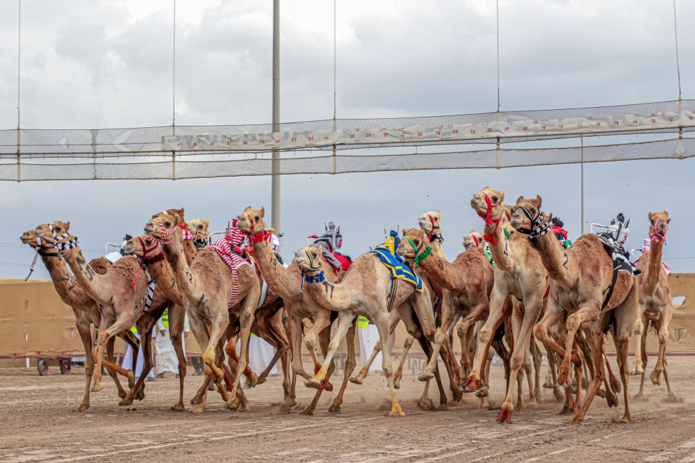 Final camel race to began today in Barka