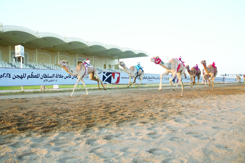 HM Cup camel racing kicks off in Barka