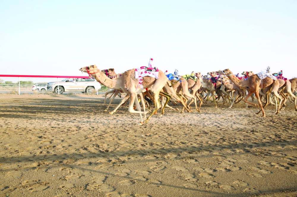 HM Cup camel racing kicks off in Barka