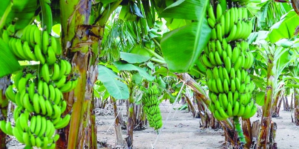 Farm in Salalah discovers new type of banana plant