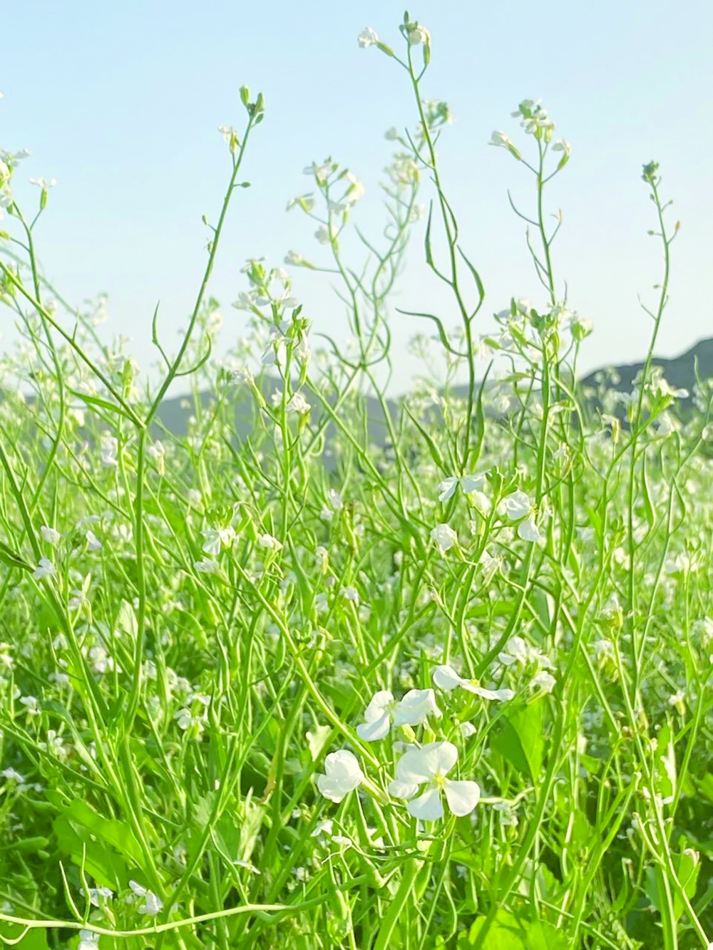 Rains put a green crown on Al Batinah North