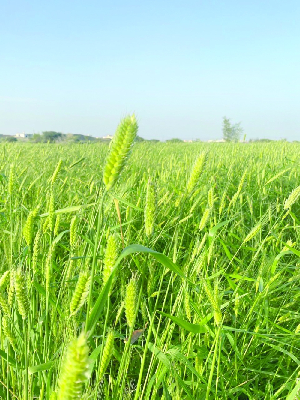 Rains put a green crown on Al Batinah North